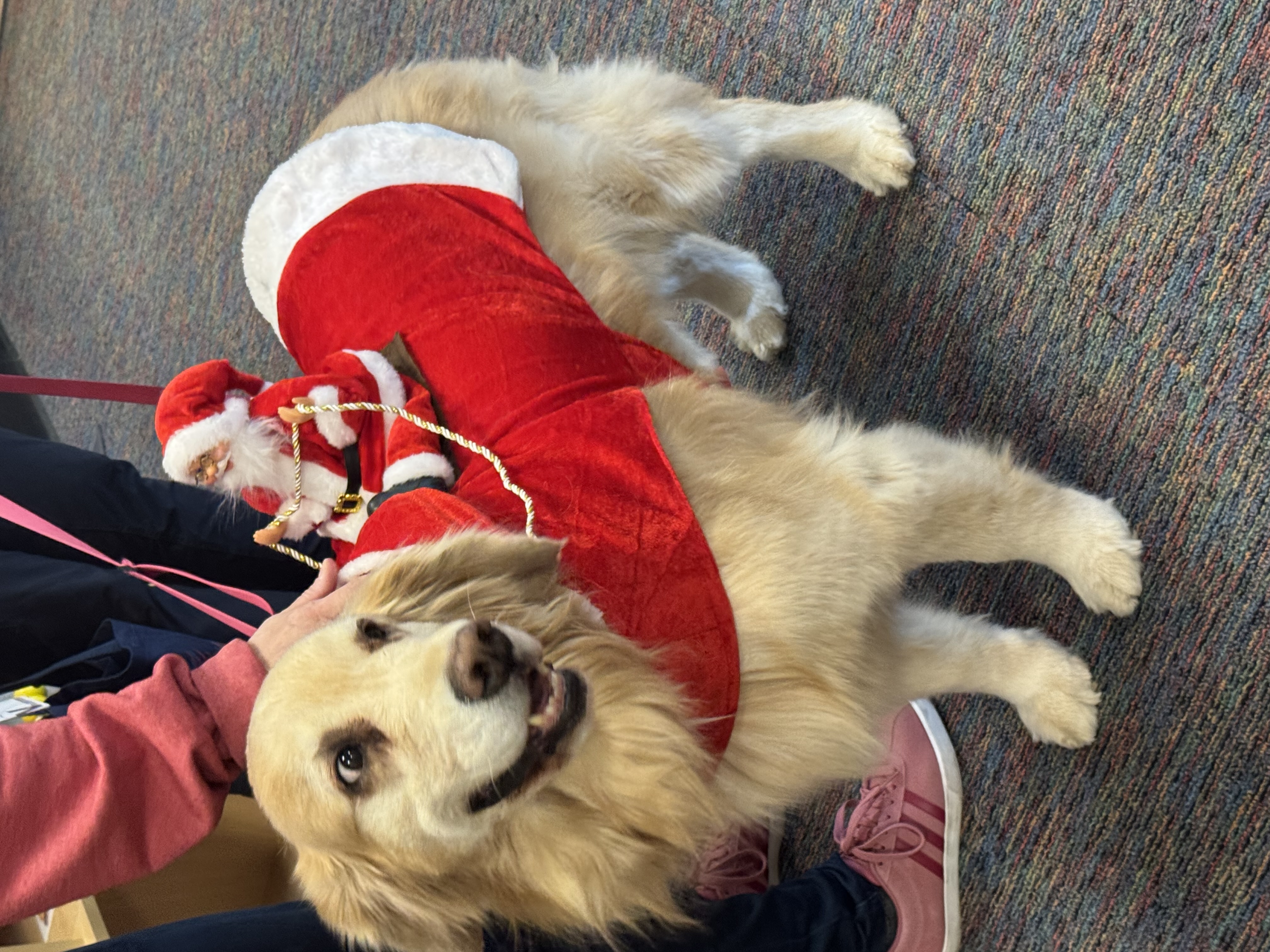 Volunteer reading to a dog as part of animal care and comfort